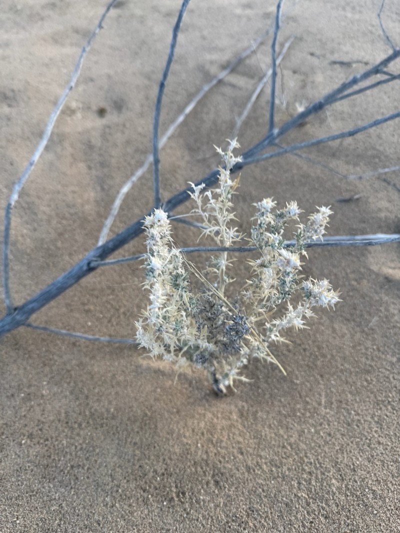 Eriastrum densifolium subsp. mohavense photo 6