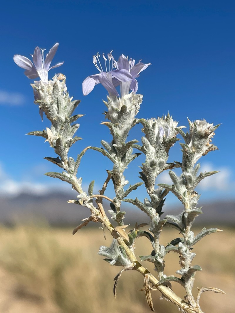 Eriastrum densifolium subsp. mohavense photo 8
