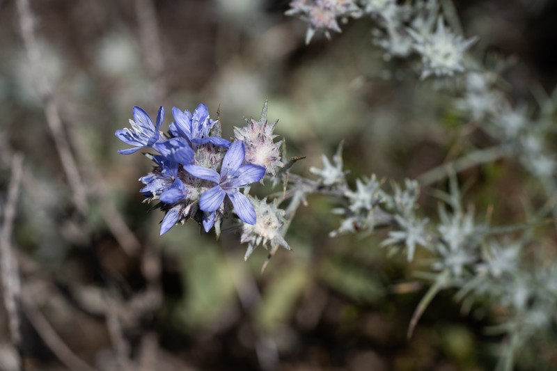Eriastrum densifolium subsp. patens