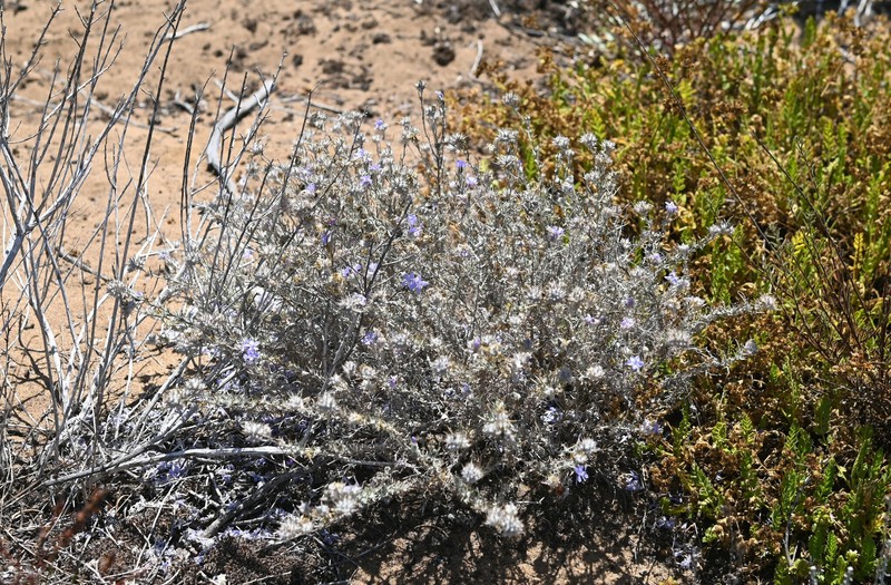 Eriastrum densifolium subsp. patens photo 2
