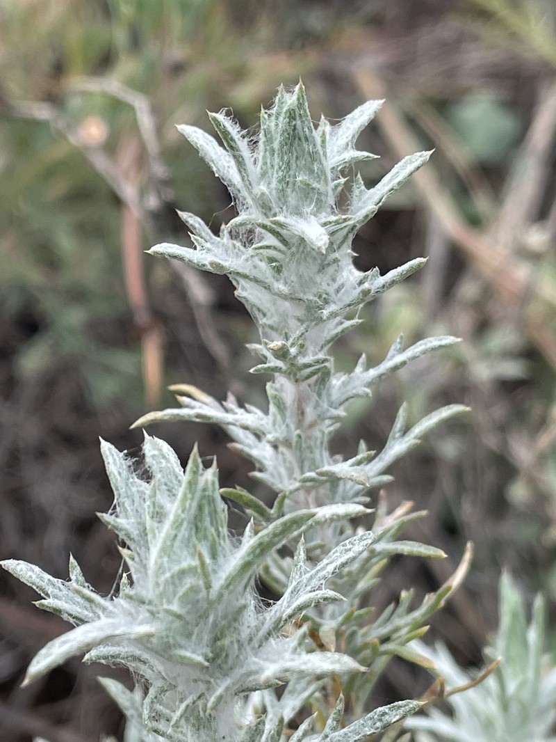 Eriastrum densifolium subsp. patens photo 3