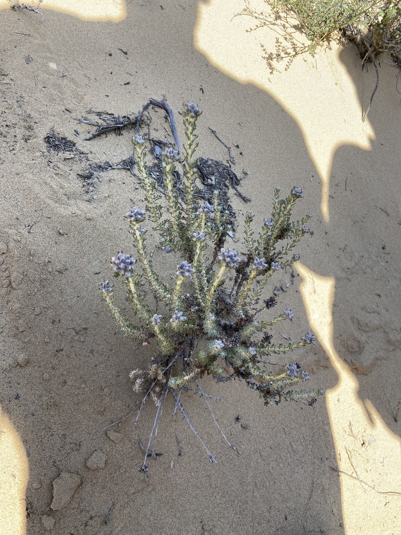 Eriastrum densifolium subsp. patens photo 4