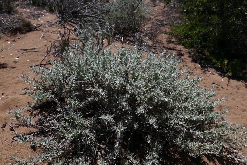 Eriastrum densifolium subsp. patens photo 5