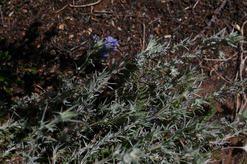 Eriastrum densifolium subsp. patens photo 6