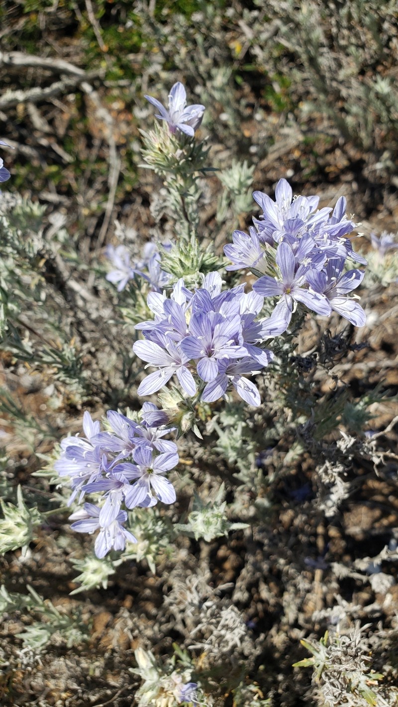 Eriastrum densifolium subsp. patens photo 7