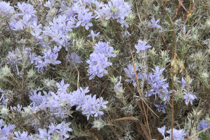 Eriastrum densifolium subsp. patens photo 8