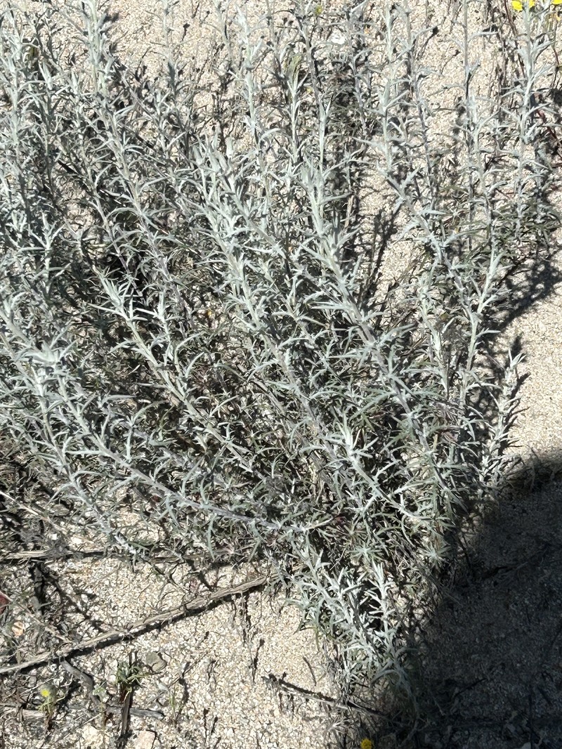 Eriastrum densifolium subsp. sanctorum
