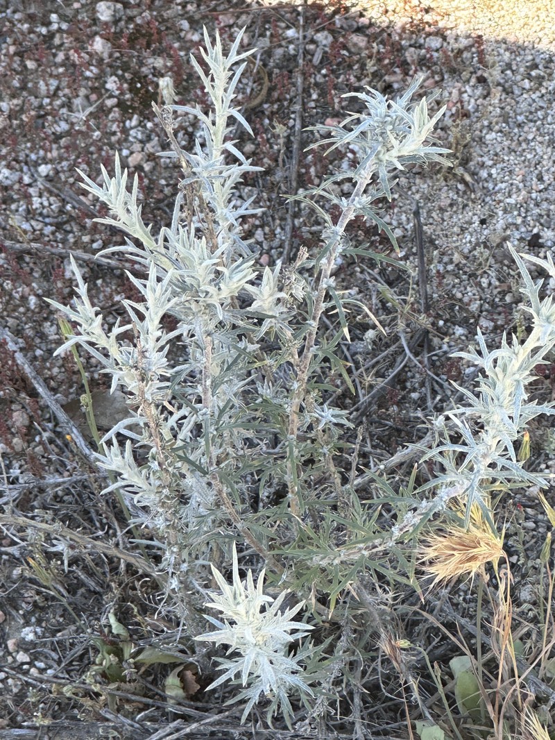Eriastrum densifolium subsp. sanctorum photo 2