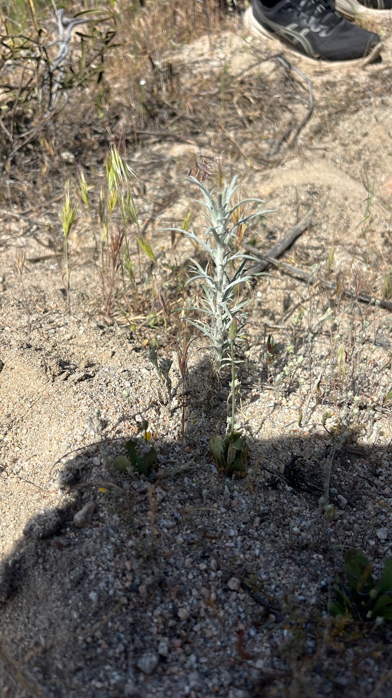 Eriastrum densifolium subsp. sanctorum photo 3