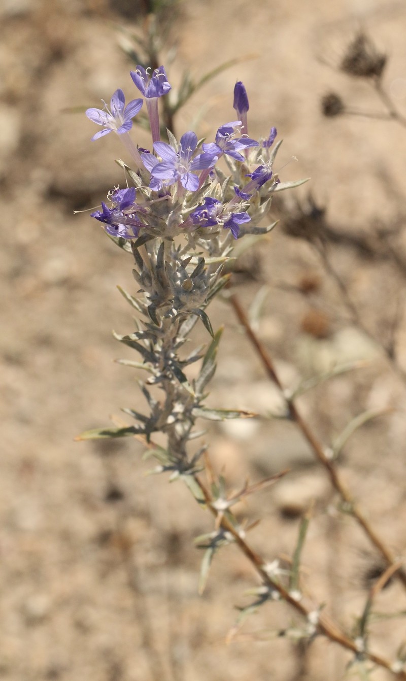 Eriastrum densifolium subsp. sanctorum photo 4