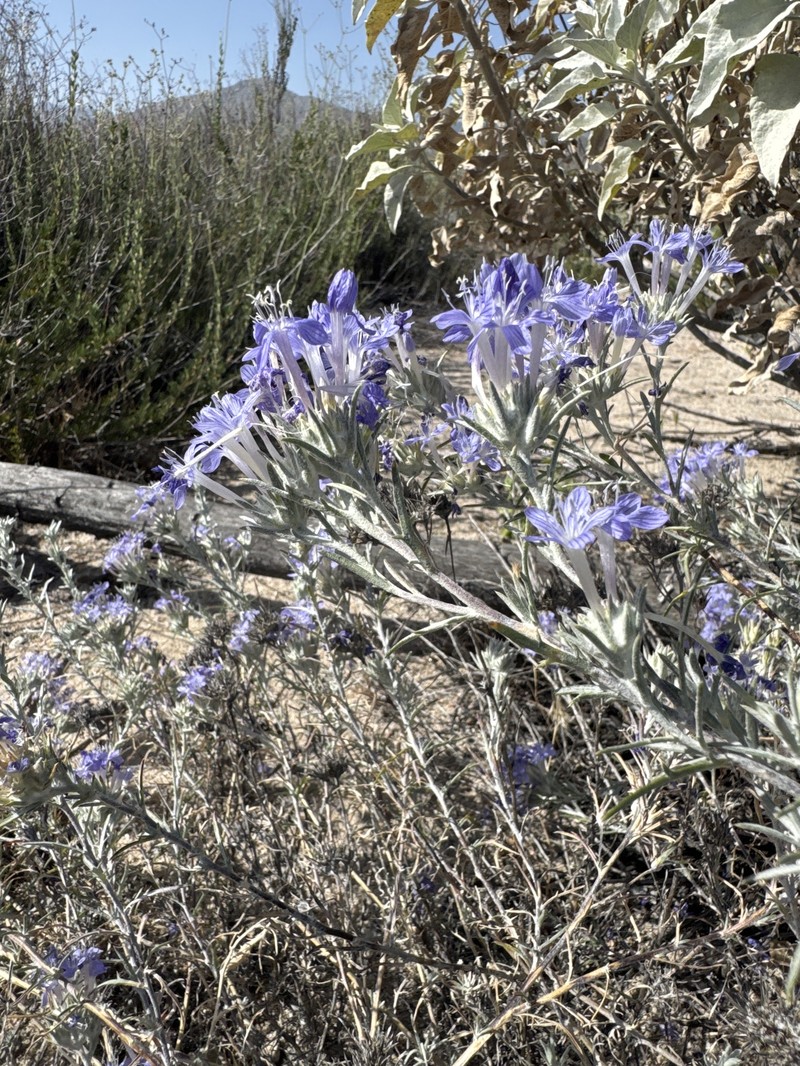 Eriastrum densifolium subsp. sanctorum photo 5