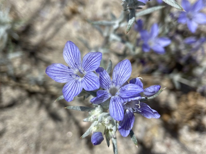 Eriastrum densifolium subsp. sanctorum photo 6