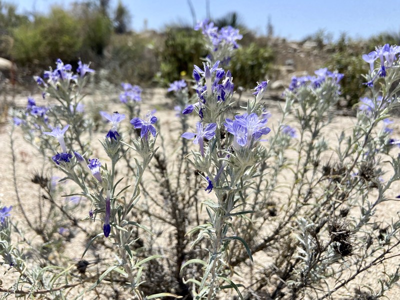 Eriastrum densifolium subsp. sanctorum photo 7