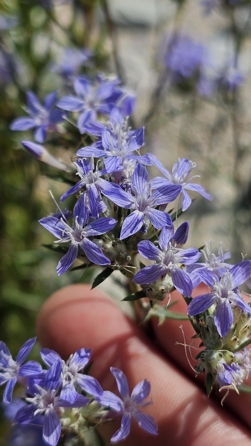 Eriastrum densifolium subsp. sanctorum photo 8
