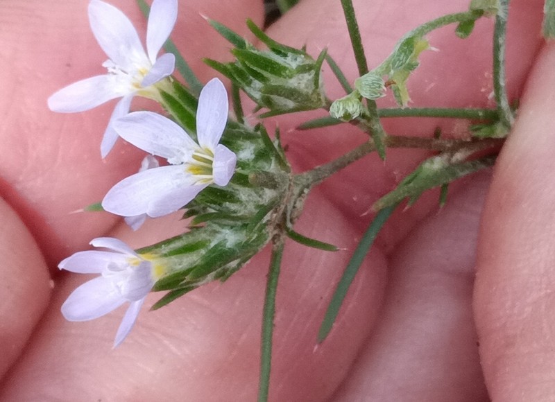 Miniature Woollystar