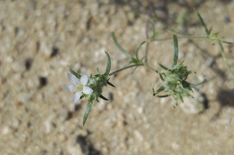 Miniature Woollystar photo 2