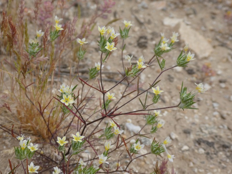 Miniature Woollystar photo 3