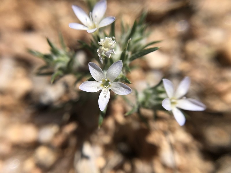 Miniature Woollystar photo 4