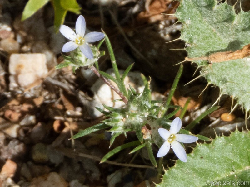 Miniature Woollystar photo 5