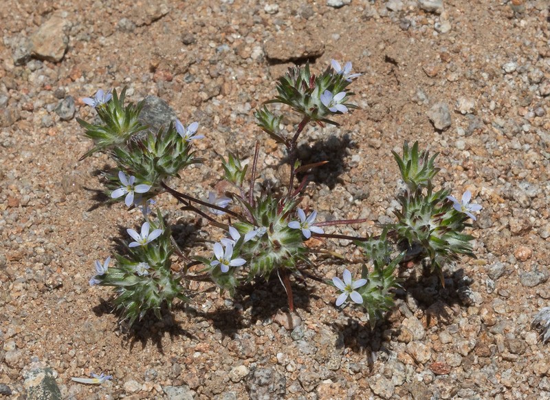 Miniature Woollystar photo 6