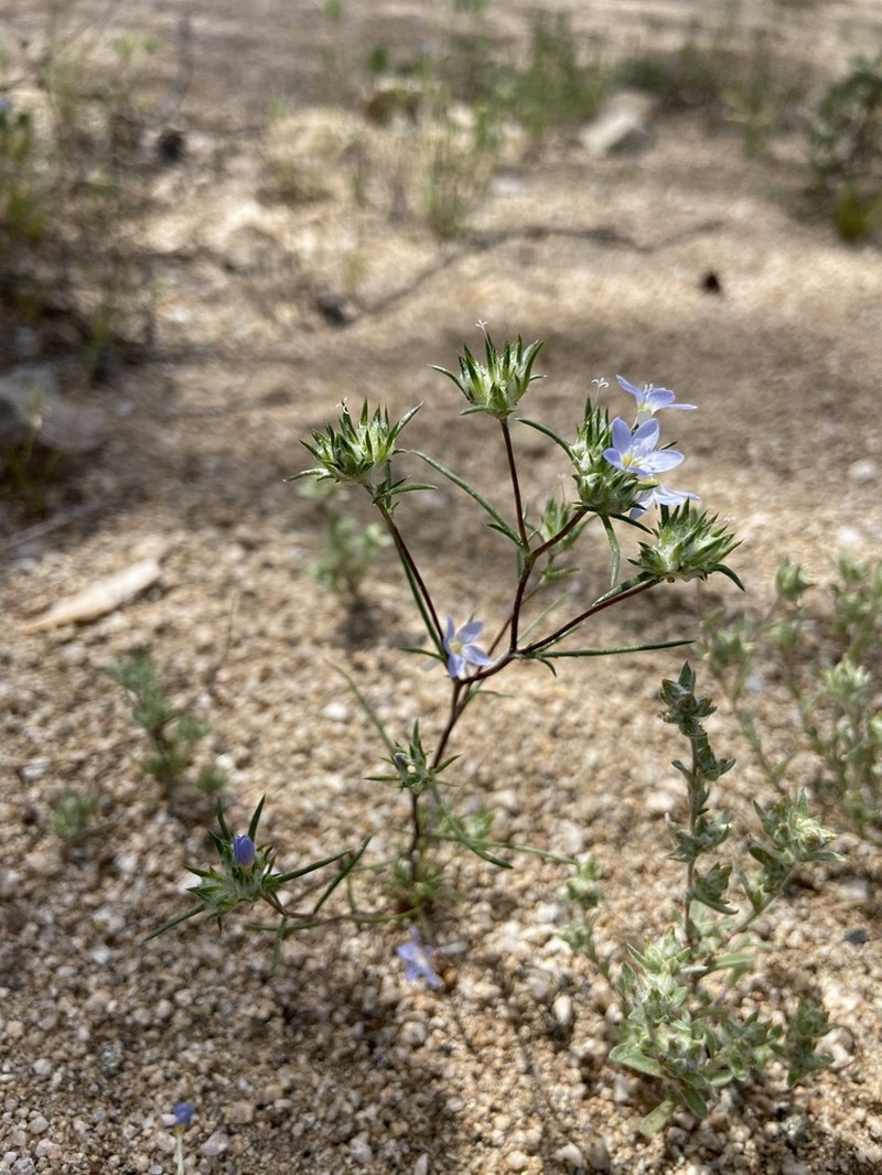 Miniature Woollystar photo 7