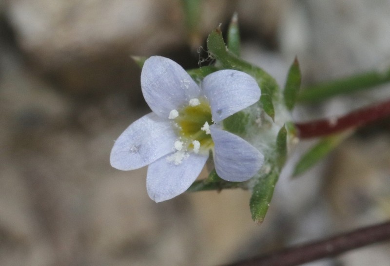 Miniature Woollystar photo 8