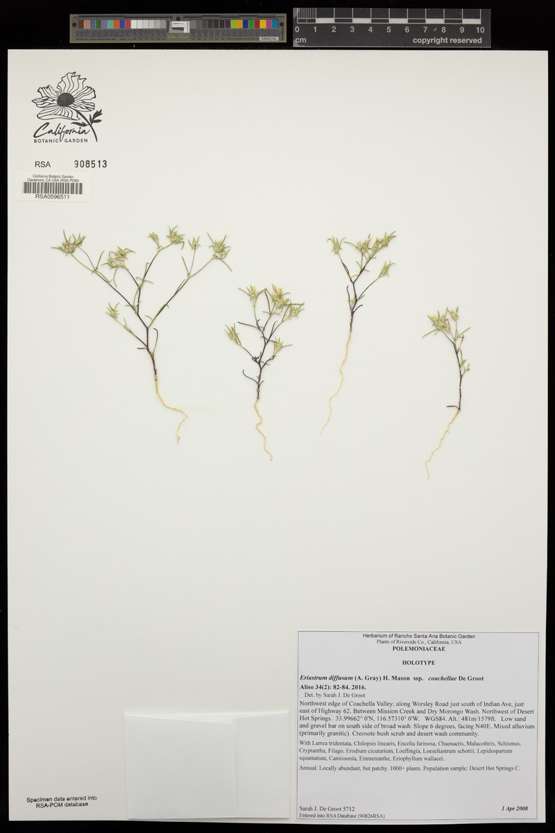 Eriastrum diffusum subsp. coachellae photo 4