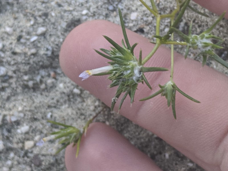 Eriastrum diffusum subsp. coachellae