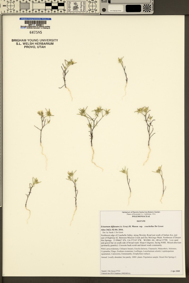 Eriastrum diffusum subsp. coachellae photo 2
