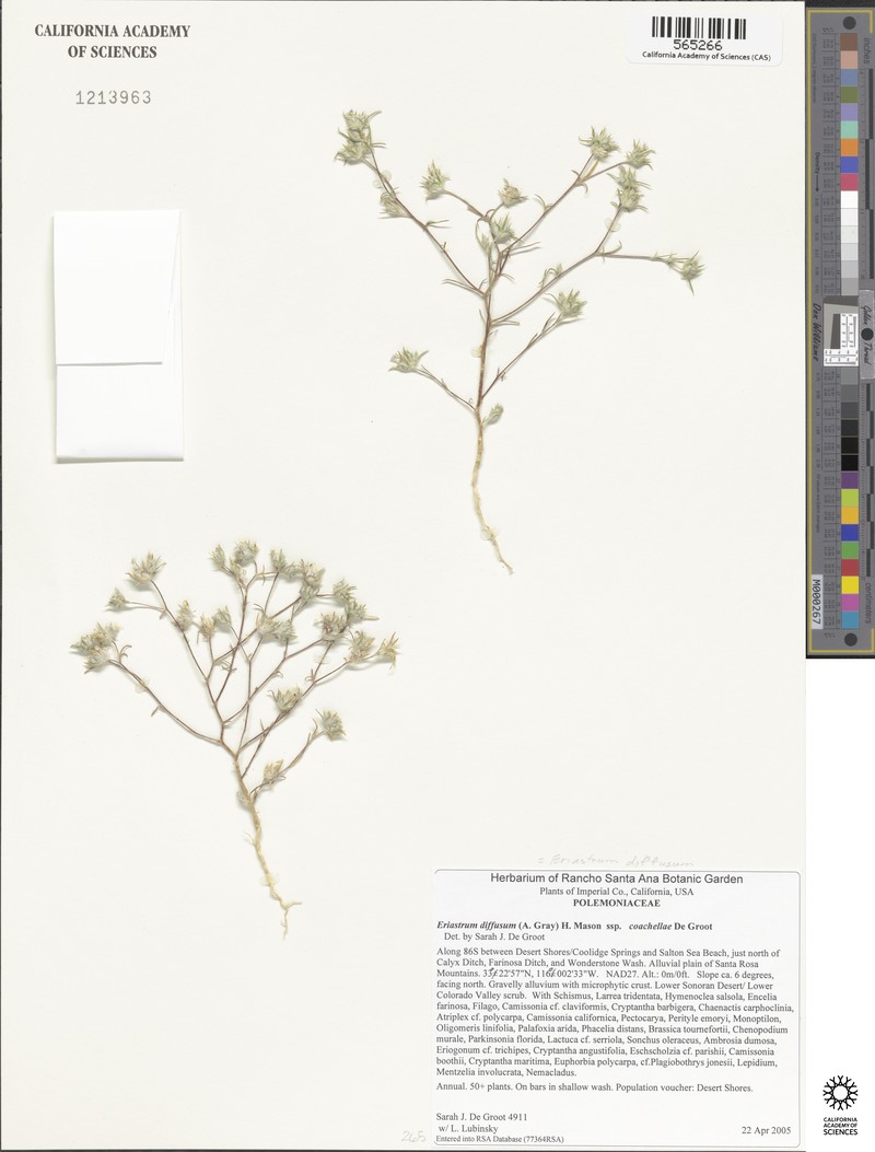 Eriastrum diffusum subsp. coachellae photo 3