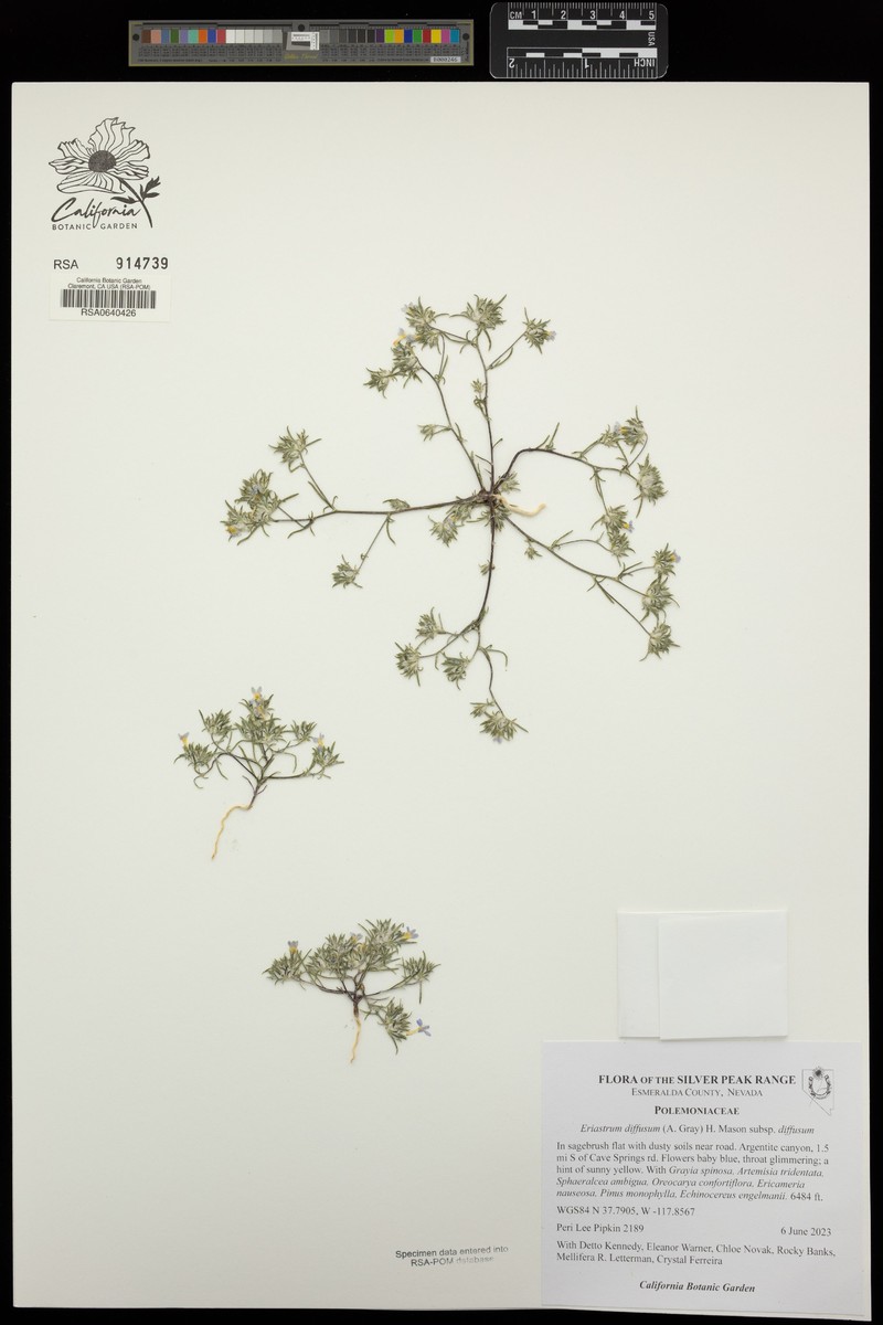 Eriastrum diffusum subsp. diffusum photo 2