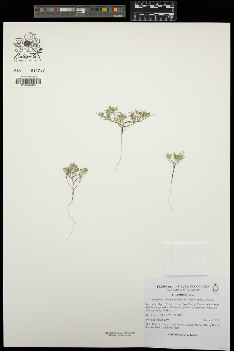 Eriastrum diffusum subsp. diffusum photo 3