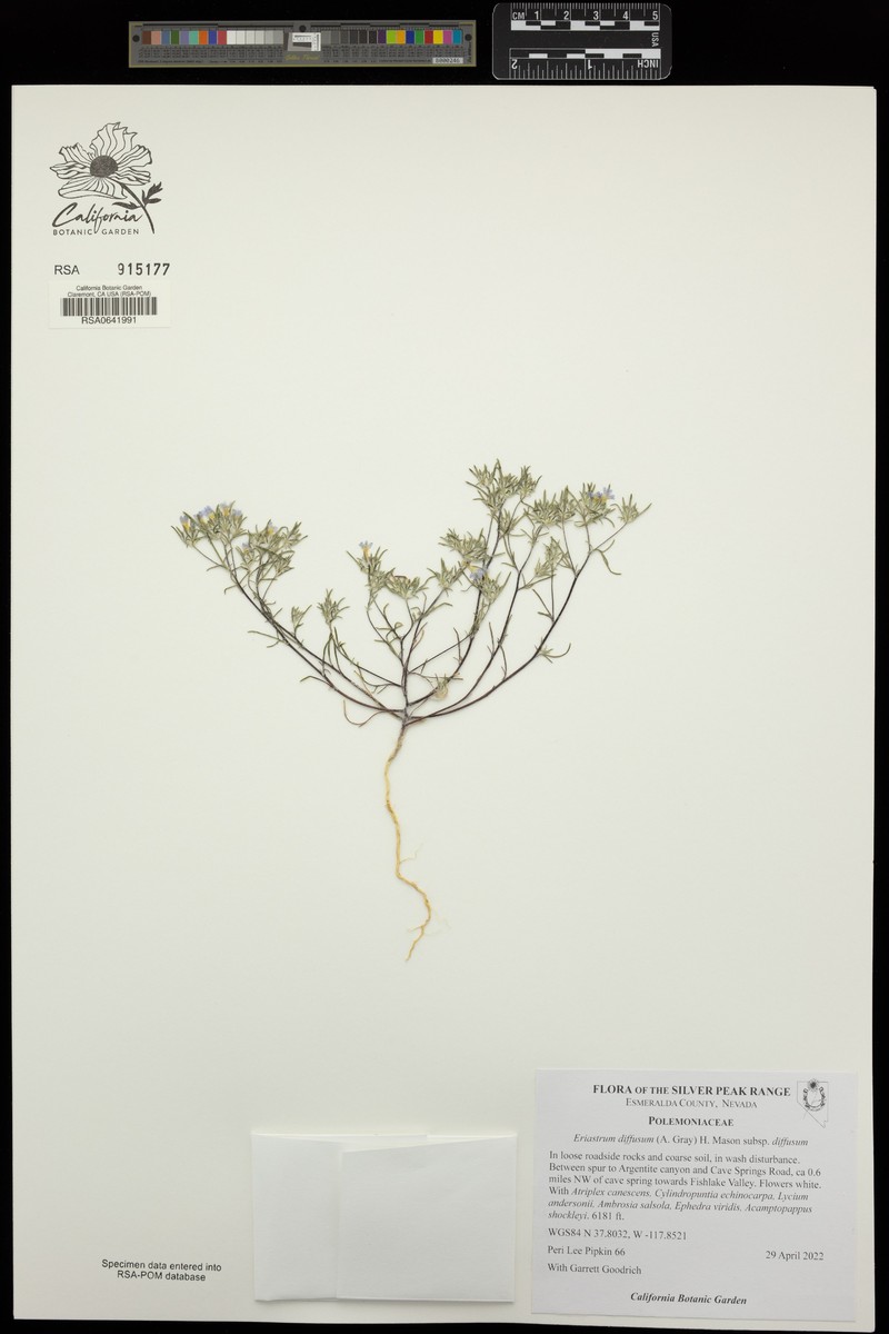 Eriastrum diffusum subsp. diffusum photo 4