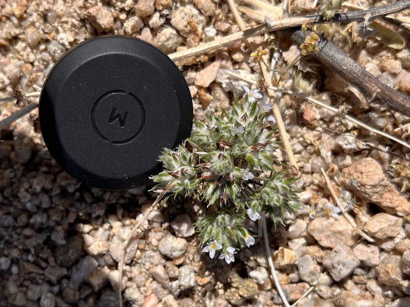 Eriastrum diffusum subsp. diffusum