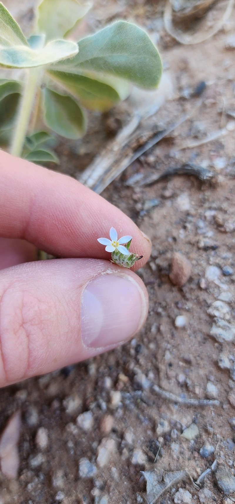 Eriastrum diffusum subsp. utahense