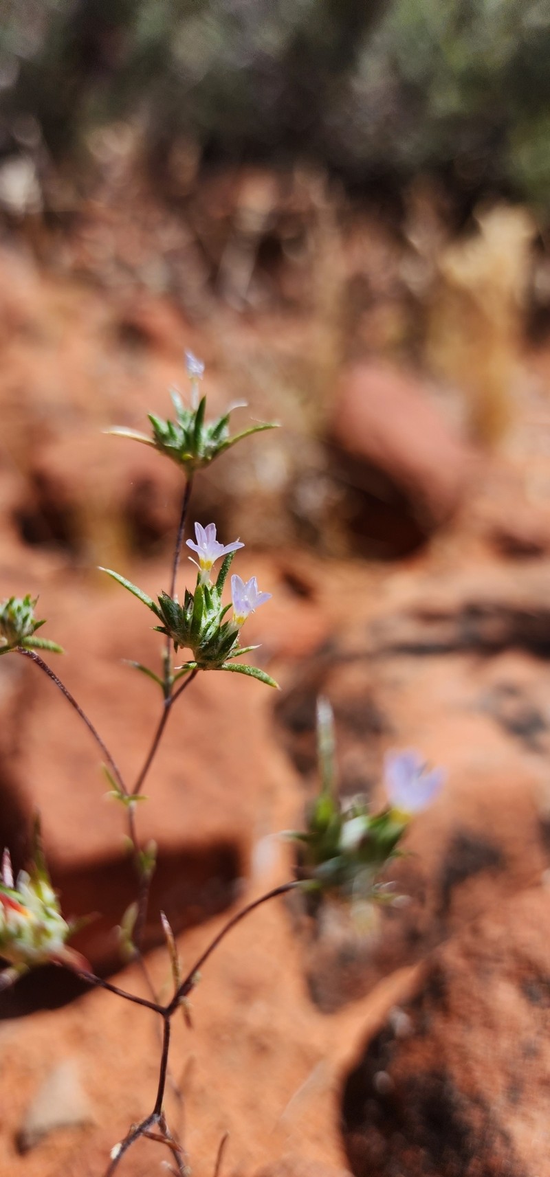 Eriastrum diffusum subsp. utahense photo 2