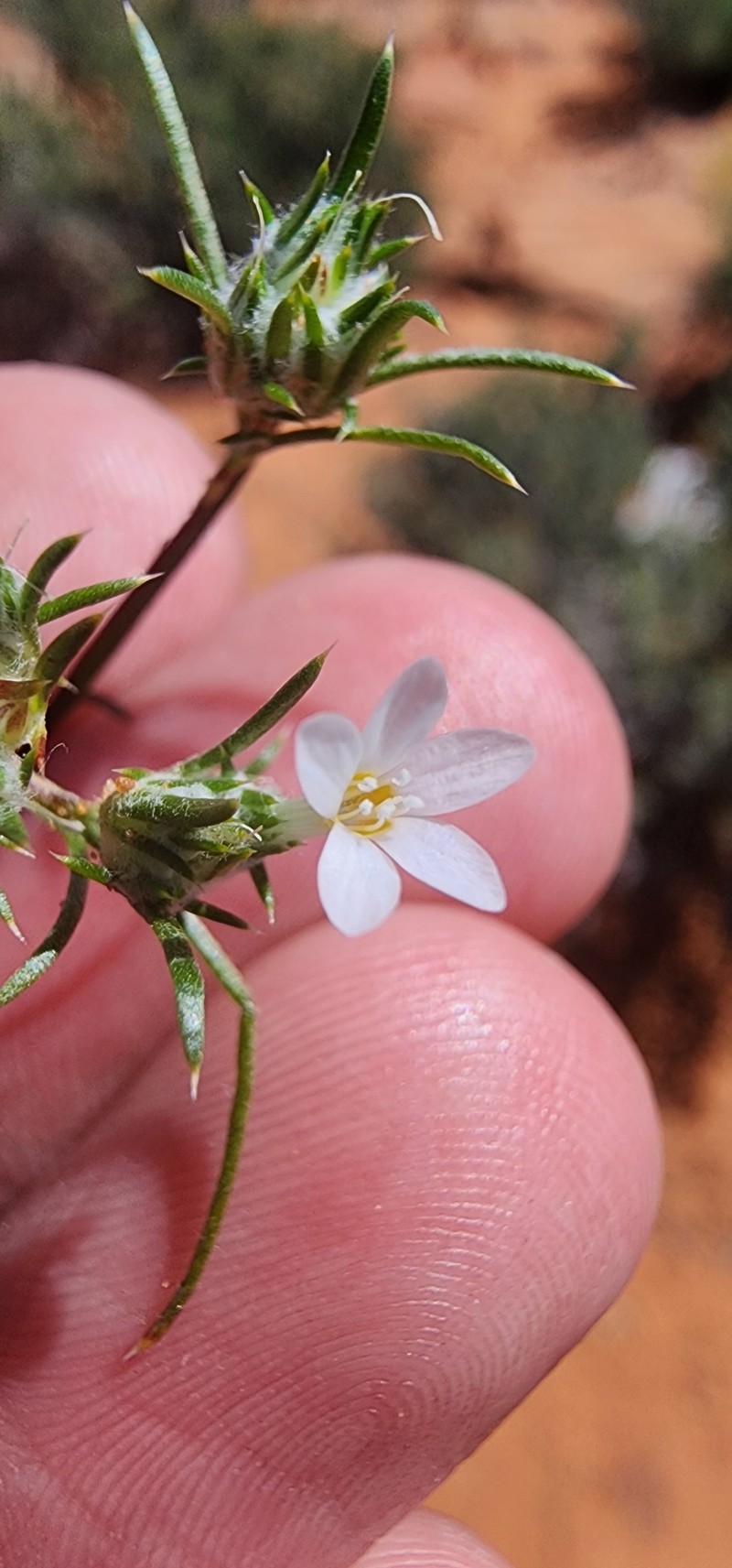 Eriastrum diffusum subsp. utahense photo 3