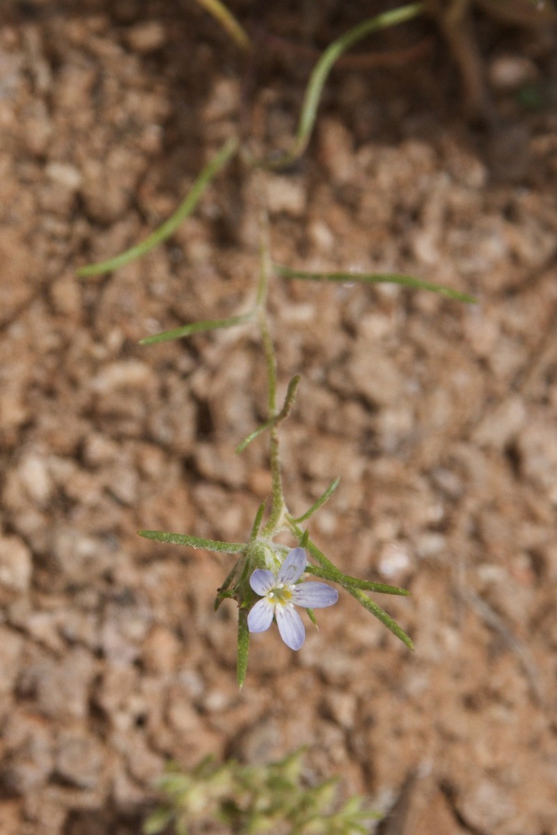 Eriastrum diffusum subsp. utahense photo 4