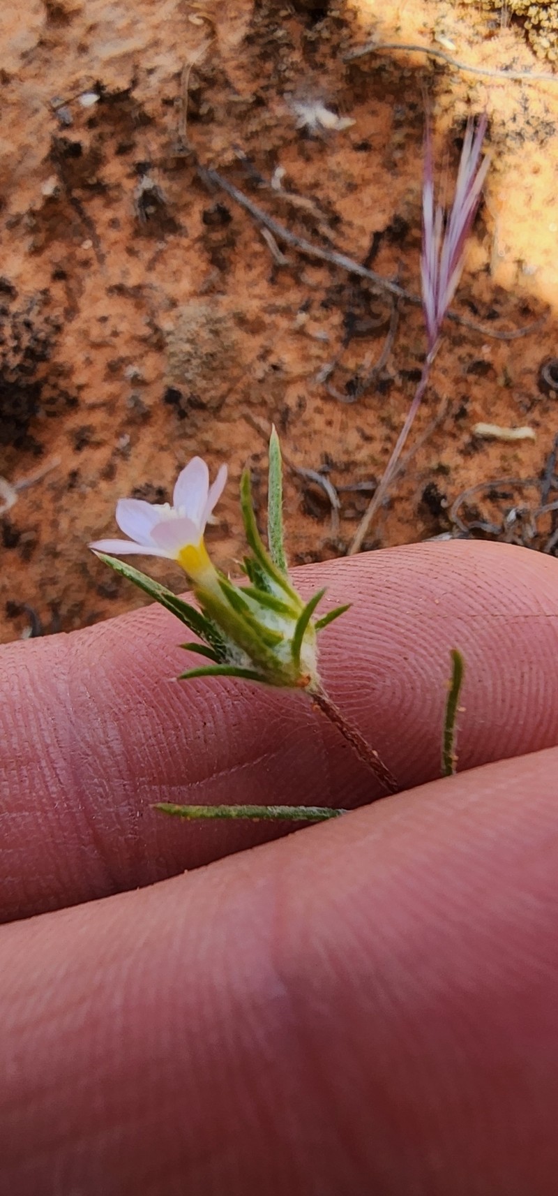 Eriastrum diffusum subsp. utahense photo 5