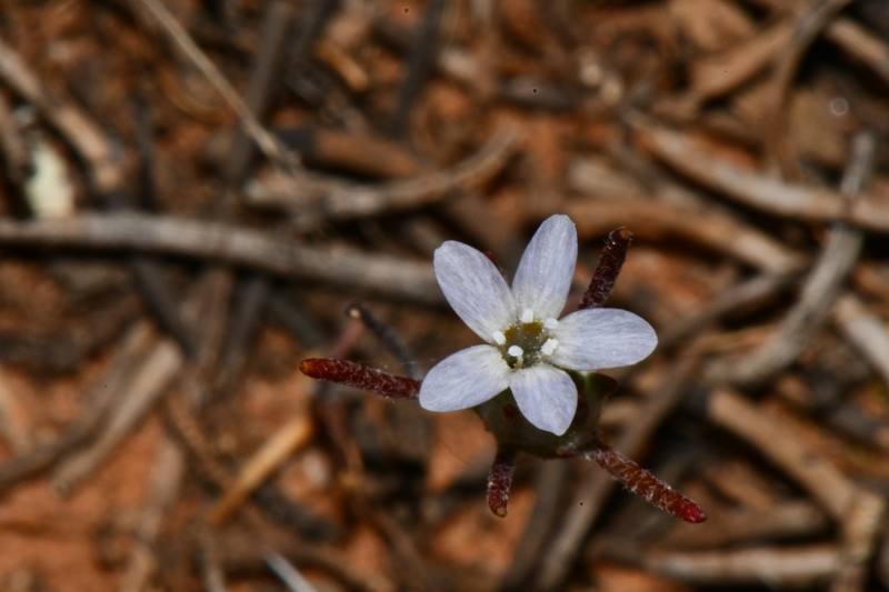 Eriastrum diffusum subsp. utahense photo 6