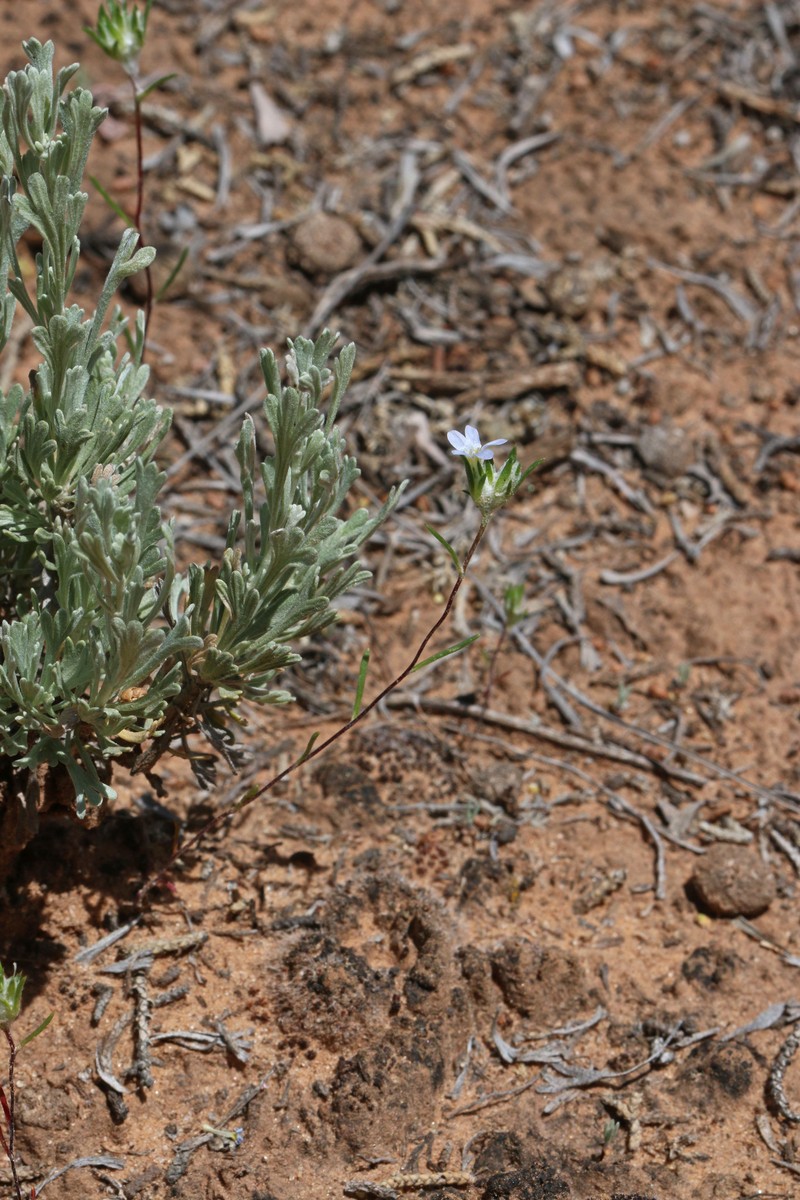 Eriastrum diffusum subsp. utahense photo 7