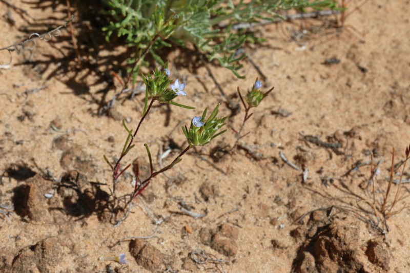 Eriastrum diffusum subsp. utahense photo 8