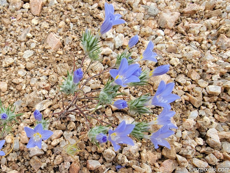Desert Woollystar