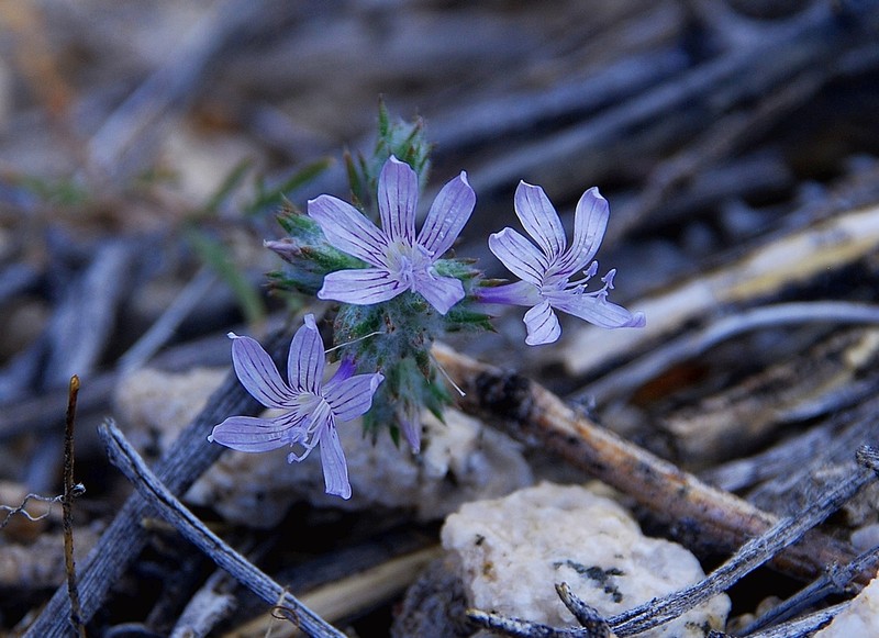 Desert Woollystar photo 2
