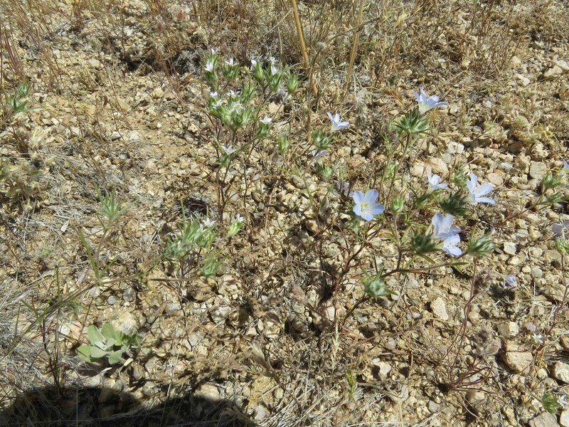 Desert Woollystar photo 3