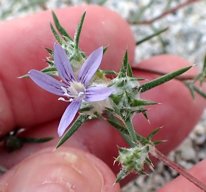 Desert Woollystar photo 4