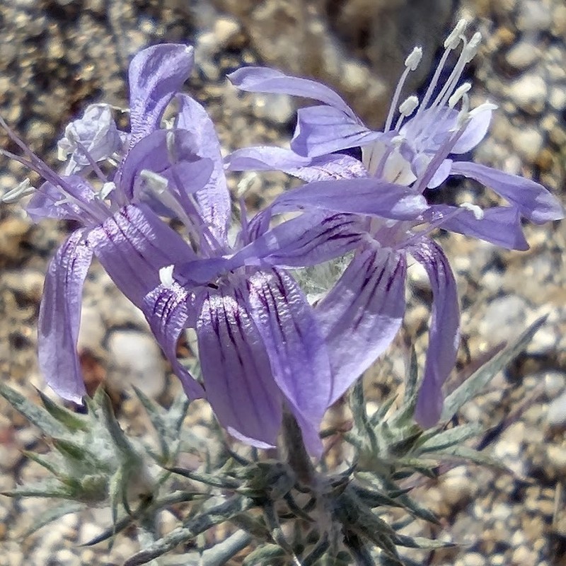 Desert Woollystar photo 5