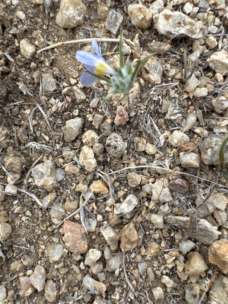 Desert Woollystar photo 6