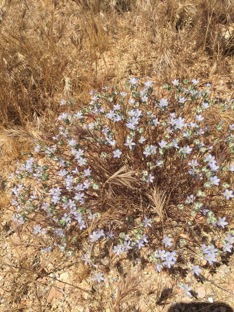 Desert Woollystar photo 7