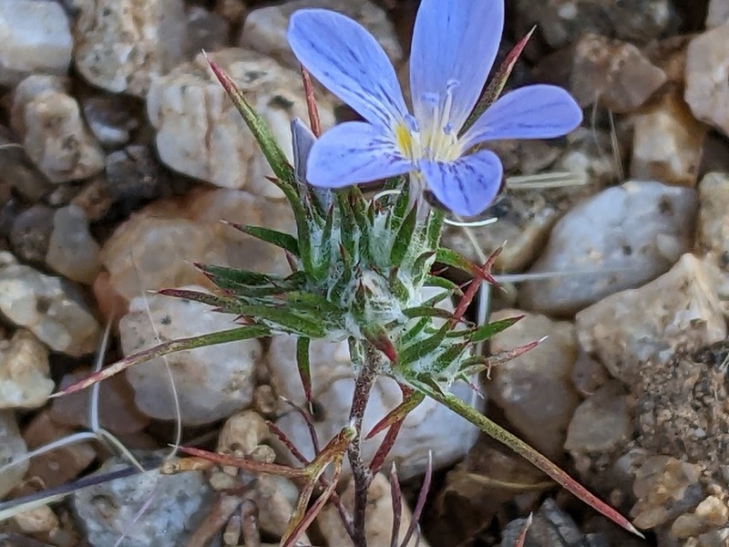 Desert Woollystar photo 8